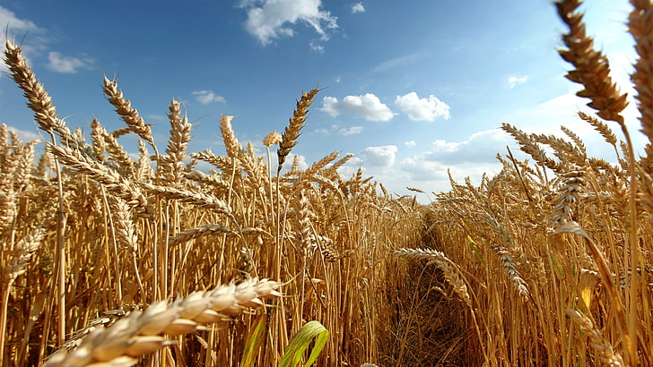 القمح والحقول والمحاصيل والنباتات، خلفية HD