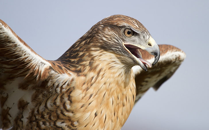 brown and white eagle, bird, wings, predator, head, beak, hawk, HD wallpaper