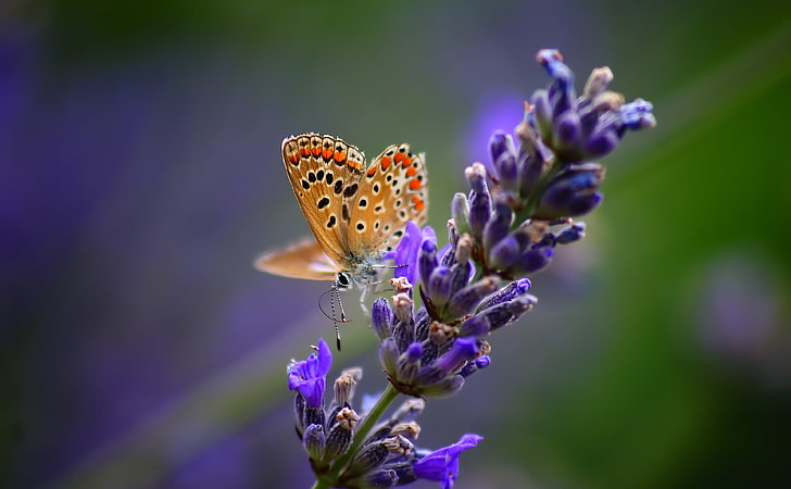 Butterfly On Lavender Flower, copper butterfly, Animals, Insects, Lavender, HD wallpaper