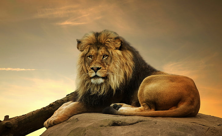Big Lion On Stone, adult lion, Animals, Wild, HD wallpaper