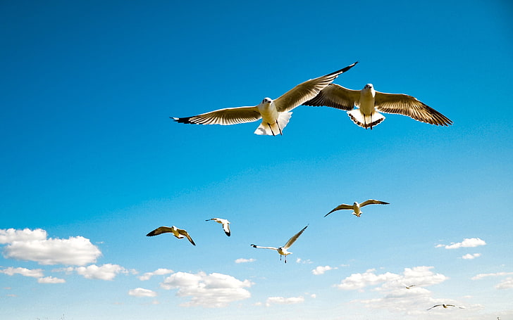 flock of seagulls, albatross, wings, sky, flying, birds, scale, sea gulls, HD wallpaper