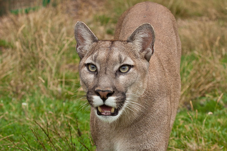 قطة كبيرة بنية اللون من طراز كوغار والوجه والأسنان، خلفية HD