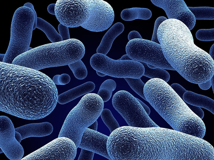 Bacteria, HD wallpaper
