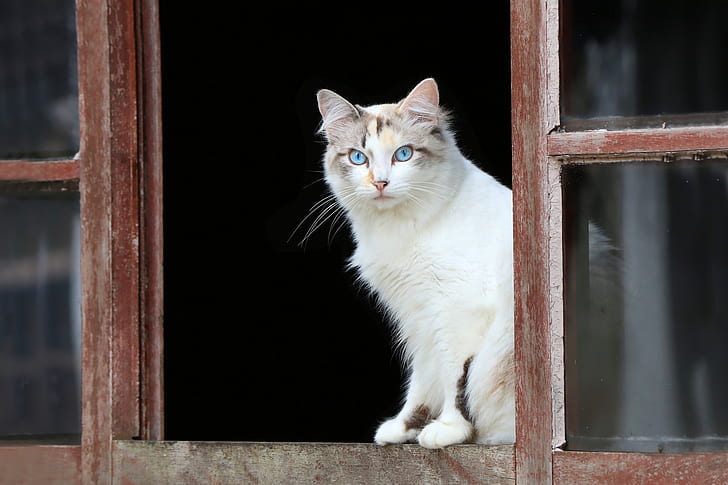 kucing, lihat, jendela, mata biru, Wallpaper HD