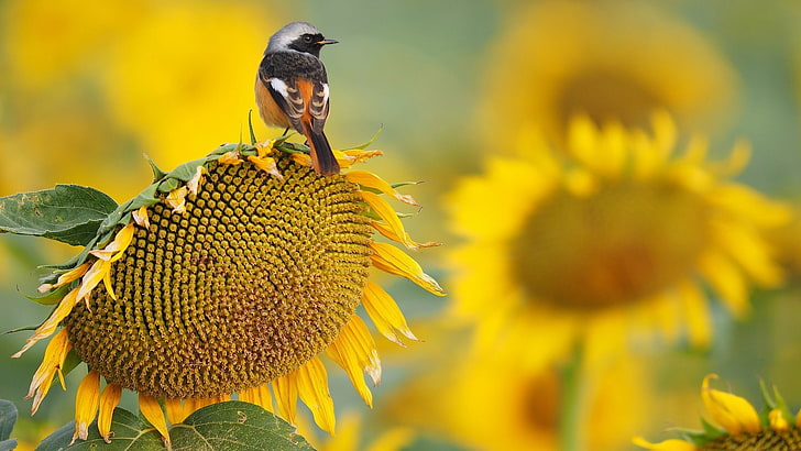 sunflower, bird, little bird, sunflower seed, HD wallpaper
