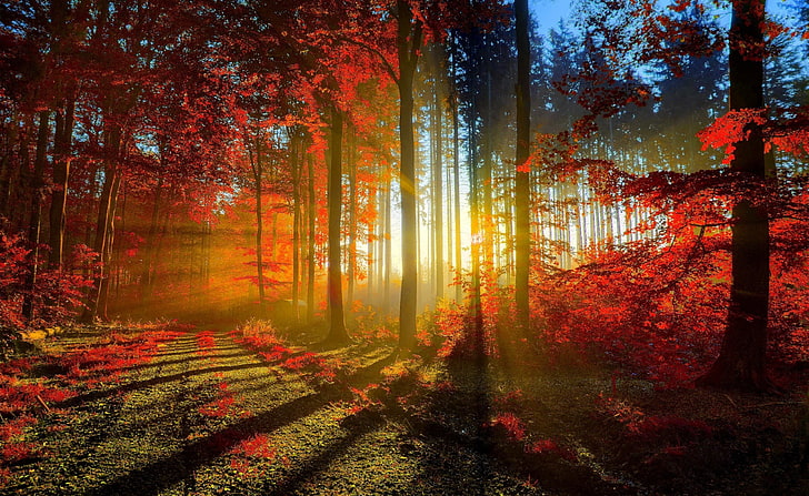Red Forest, photography of autumn, Seasons, Autumn, Nature, Beautiful, Trees, Forest, Fall, Path, sun rays, Sunrays, HD wallpaper