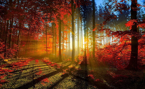 Hutan Merah, fotografi musim gugur, Musim, Musim Gugur, Alam, Cantik, Pohon, Hutan, Musim Gugur, Jalan, sinar matahari, Sinar Matahari, Wallpaper HD HD wallpaper