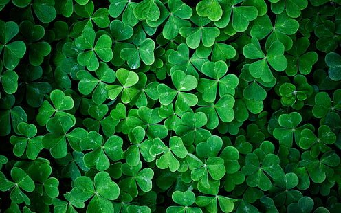 Shamrockgrün lässt Makrophotographie, Shamrock, Grün, Blätter, Makro, Fotografie, HD-Hintergrundbild HD wallpaper