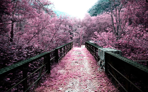 розово черешово дърво, розово, мост, природа, черешов цвят, пътека, пейзаж, инфрачервена светлина, HD тапет HD wallpaper