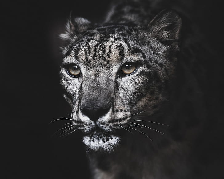 retrato, IRBIS, leopardo de las nieves, Fondo de pantalla HD