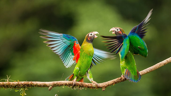 Page 4 | parrot hd HD wallpapers free download | Wallpaperbetter