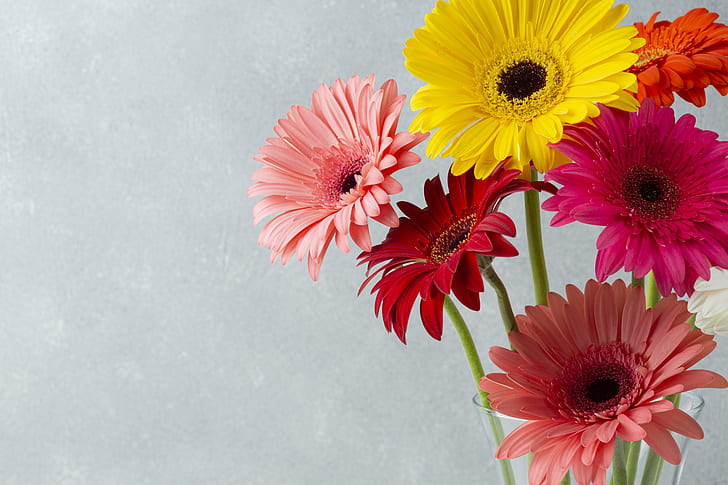 bunga, karangan bunga, gerbera, Wallpaper HD