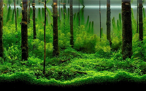 fisk, alger, akvarium, HD tapet HD wallpaper