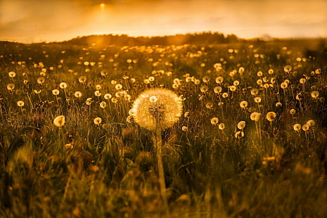 Earth, Dandelion, Field, Nature, Summer, Sunset, HD wallpaper HD wallpaper