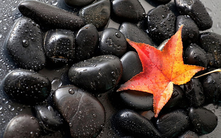 Gorgeous Black Stones Red Autumn Leaf Hd Desktop Wallpaper, HD wallpaper