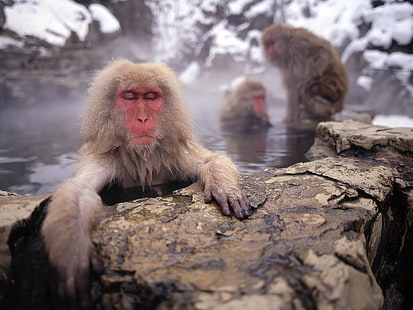 القرود ، المكاك الياباني ، القرد، خلفية HD HD wallpaper