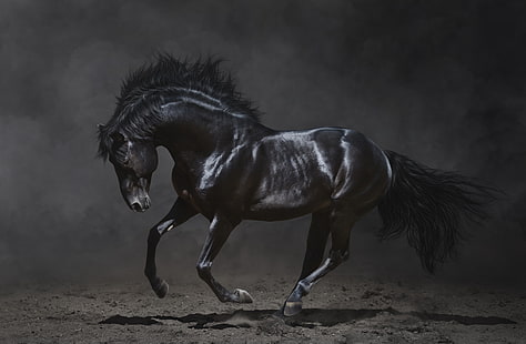 kuda hitam, latar belakang gelap, keindahan, surai, kuda hitam, Wallpaper HD HD wallpaper