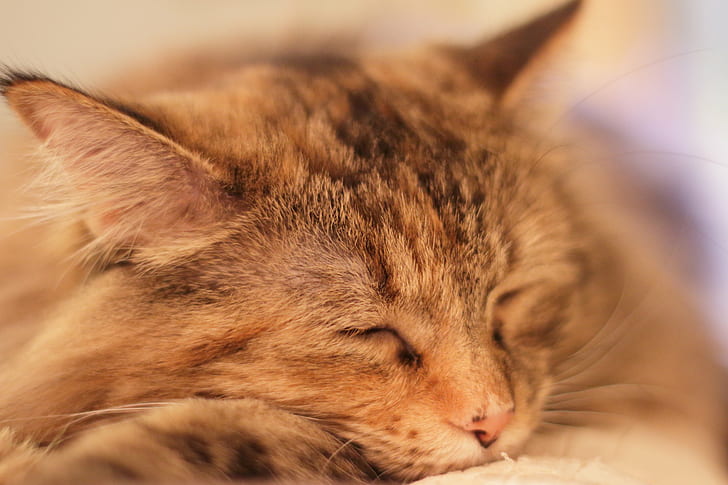 ภาพระยะใกล้ของแมว tabby สีน้ำตาล, วันหยุด, ความเหนื่อยล้า, ใกล้ชิด, ดู, แมวลายสีน้ำตาล, แมว tabby, นอนหลับ, สัตว์เลี้ยง, Canon EOS, แมวในประเทศ, สัตว์เลี้ยง, สัตว์, น่ารัก, ลูกแมว, แมว, สัตว์เลี้ยงลูกด้วยนม, สัตว์เลี้ยง, ขนสัตว์, วอลล์เปเปอร์ HD