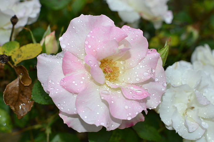 การตกแต่งดอกไม้สีชมพูและสีขาวดอกไม้, วอลล์เปเปอร์ HD