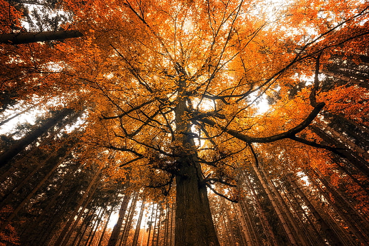arbre à feuilles brunes, automne, nature, arbres, Fond d'écran HD