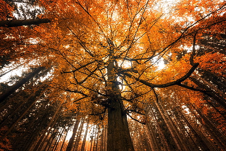 Baum mit braunen Blättern, Herbst, Natur, Bäume, HD-Hintergrundbild HD wallpaper