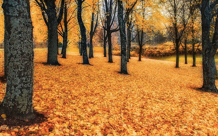 Золотая Осень Природа Пейзаж HD Wallpaper 09, HD обои