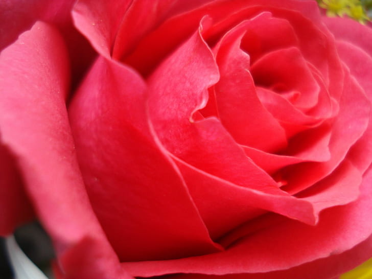Rosa, flor, amor, vermelho, fresco, rosa, flor, amor, vermelho, fresco, HD papel de parede