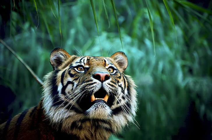 Tiger in jungle, tiger animal, Amazing, tigers mouth, teeth, predator, jungle, HD wallpaper