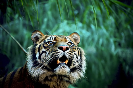 Tigre en la selva, animal tigre, increíble, boca de tigres, dientes, depredador, selva, Fondo de pantalla HD HD wallpaper