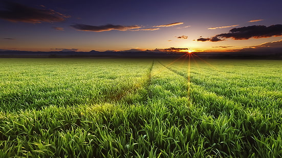 rumput hijau, lanskap, alam, matahari terbenam, panorama, sinar matahari, langit, lapangan, tanaman, awan, Wallpaper HD HD wallpaper