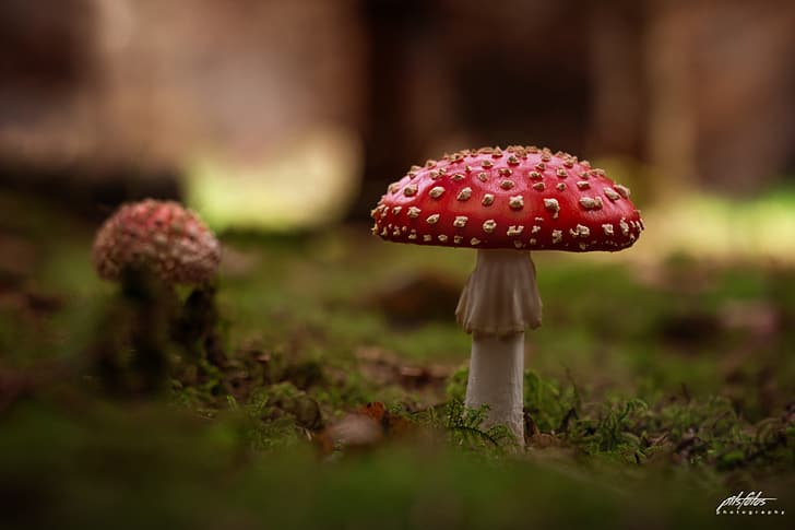 Pits Art, mushroom, red, grass, depth of field, nature, HD wallpaper