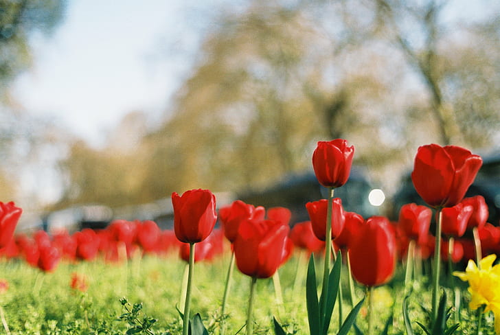 czerwone tulipany selektywne ogniskowanie na poziomie oczu w ciągu dnia, tulipany, Hyde Park, z poziomu oczu, selektywne ogniskowanie, fotografia, w ciągu dnia, MC, Carl Zeiss Jena, Fujifilm Superia, Praktica, tulipan, natura, kwiat, wiosna, czerwony, roślina, lato, pole, na dworze, pora roku, zielony Kolor, Piękno w naturze, łąka, Tapety HD