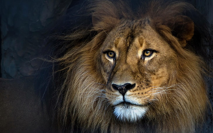 สิงโตผู้ใหญ่สัตว์สิงโต, วอลล์เปเปอร์ HD