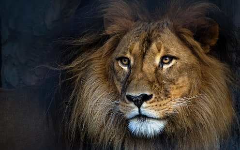 leão adulto, animais, leão, HD papel de parede HD wallpaper