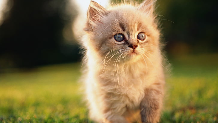 brown Persian kitten on green grass, Cat, kitten, blue, eyes, gray, wool, cute, animal, pet, green grass, nature, HD wallpaper