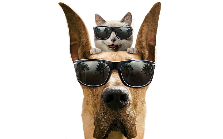 Cool Dog and Cat, funny, friendship, HD wallpaper