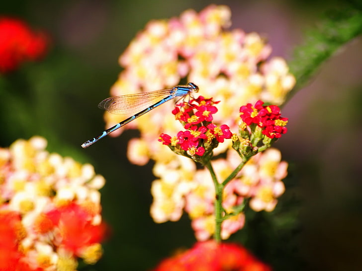 blue and black damselfly, dragonfly, insect, flower, background, HD wallpaper