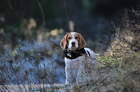 beagle tricolore adulto, beagle, cane, passeggiata, Sfondo HD HD wallpaper