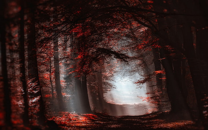 nature, landscape, forest, mist, sun rays, red, leaves, trees, path, fall, atmosphere, HD wallpaper