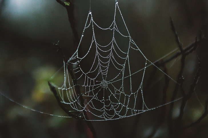 white cobweb, spider web, drops, close-up, HD wallpaper