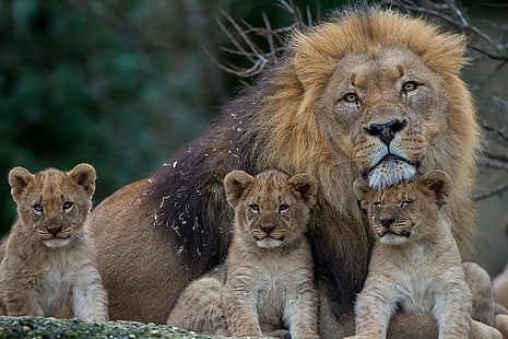 Lion and three cubs, lion, lioness, young, family, predators, HD wallpaper HD wallpaper