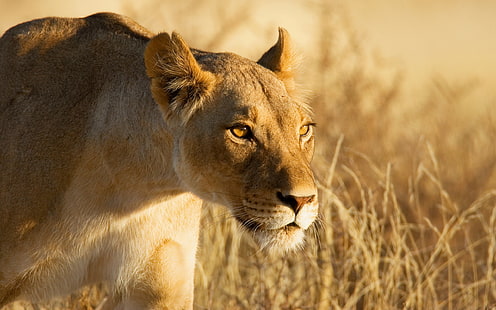 León hembra, leona, animales, león, animal, hermoso, ojos, leona, Fondo de pantalla HD HD wallpaper