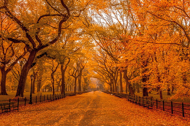 concrete road filled with dried leaves surrounded by trees, central park, central park, concrete road, dried, trees, Park  Central, Central Park Mall, Autumn  Leaves, Fall Foliage, Nature, Landscapes, New York City, NYC, Manhattan, autumn, tree, leaf, season, outdoors, yellow, forest, landscape, footpath, park - Man Made Space, HD wallpaper