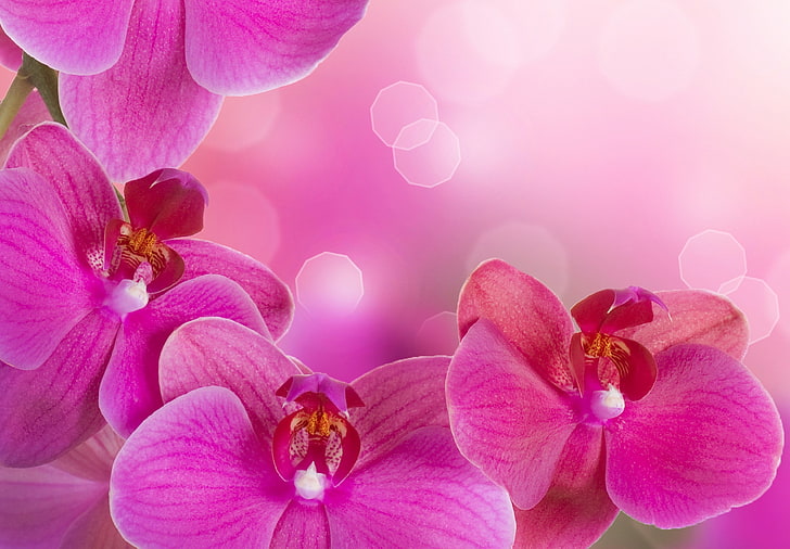 pink moth orchids, flowers, tenderness, beauty, petals, orchids, Orchid, pink, Phalaenopsis, bright, branch, hot pink, HD wallpaper