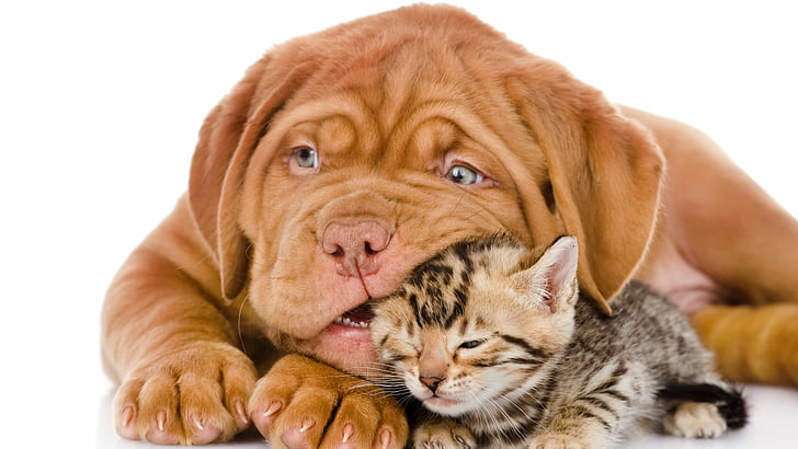 free download | Animal, Cat & Dog, HD wallpaper | Wallpaperbetter