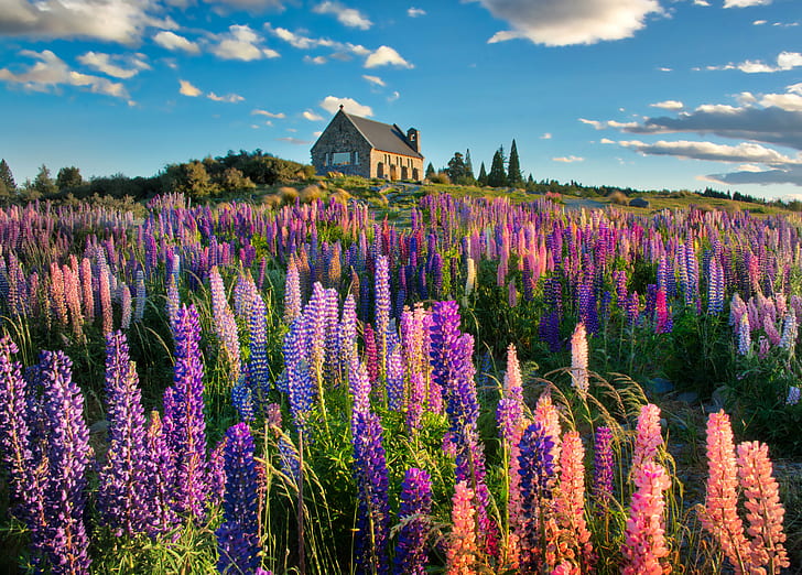 bed of flowers near brown concrete house, lupins, lupins, Lupins, Spring, bed, flowers, brown, concrete, house, New Zealand, com, lake tekapo, Canterbury, South Island, Mount Cook, Lake Pukaki, National Park, Park  Church, Good Shepard, Religion, Historical, Sky, Cloud, Building  Stone, Chimney, Lake, Water, Grass, Tussock, Moon, Twilight, Sunset, Day  Night, Outdoor, Outside, Horizontal, Colour, Color, RR, Daily, Photo, Pink, Purple  Blue, Blue  Marble, Yellow  Green, Green  Mountain, Orange, Snow, March, Sony  ILCE-7R, landscape, purple, nature, flower, lavender, summer, plant, beauty In Nature, outdoors, rural Scene, provence-Alpes-Cote d'Azur, HD wallpaper