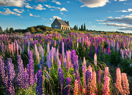 bed of flowers near brown concrete house, lupins, lupins, Lupins, Spring, bed, flowers, brown, concrete, house, New Zealand, com, lake tekapo, Canterbury, South Island, Mount Cook, Lake Pukaki, National Park, Park  Church, Good Shepard, Religion, Historical, Sky, Cloud, Building  Stone, Chimney, Lake, Water, Grass, Tussock, Moon, Twilight, Sunset, Day  Night, Outdoor, Outside, Horizontal, Colour, Color, RR, Daily, Photo, Pink, Purple  Blue, Blue  Marble, Yellow  Green, Green  Mountain, Orange, Snow, March, Sony  ILCE-7R, landscape, purple, nature, flower, lavender, summer, plant, beauty In Nature, outdoors, rural Scene, provence-Alpes-Cote d'Azur, HD wallpaper HD wallpaper