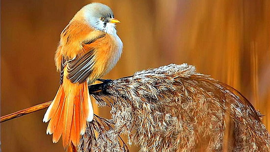 animal, hermoso, pájaro, pájaros, exótico, salvaje, alas, Fondo de pantalla HD HD wallpaper