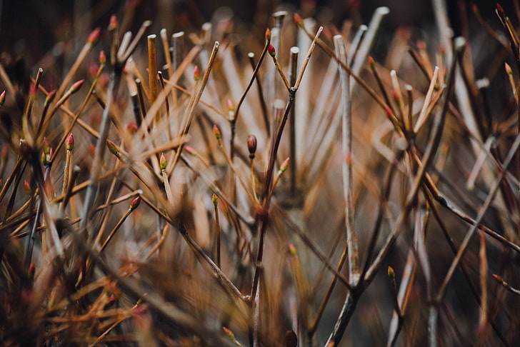 trockenes Blatt Tapete, Zweige, Gras, Unschärfe, HD-Hintergrundbild