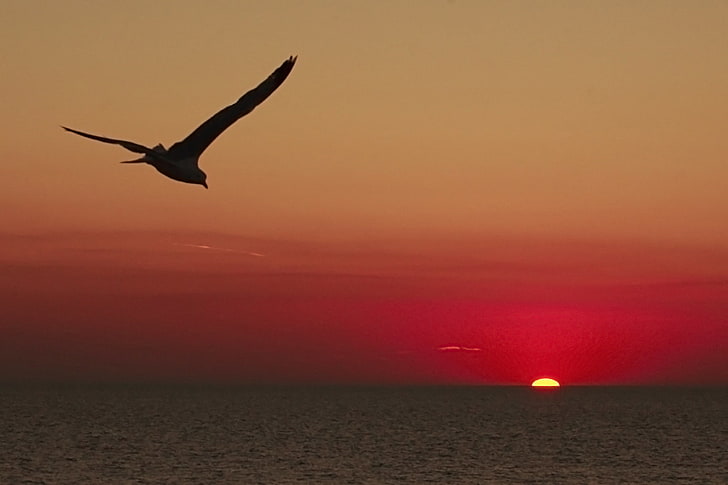 black bird, sea, clouds, flight, sunset, wings, Seagull, horizon, red sky, HD wallpaper